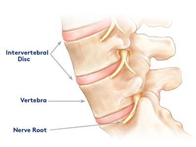 anatomy-of-the-spine-vertebrae